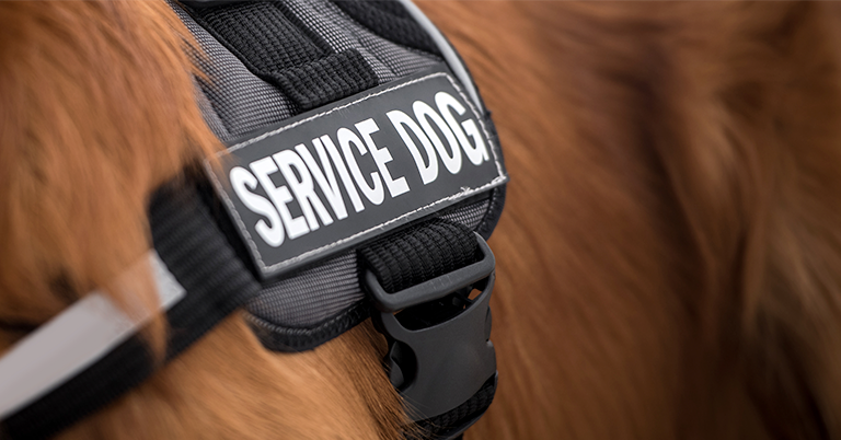 What Happens When a Service Dog Bites?